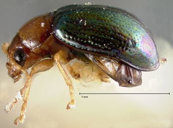 Media type: image;   Entomology 30839 Aspect: habitus lateral view